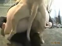 Brown mutt fucking a slit gap